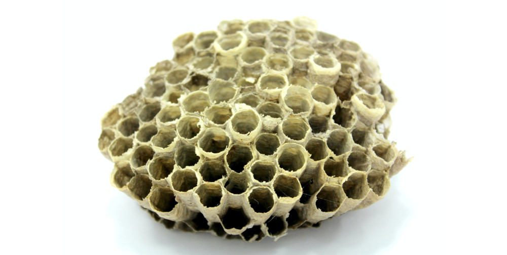 a piece of honey cell