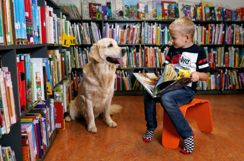 reading dog