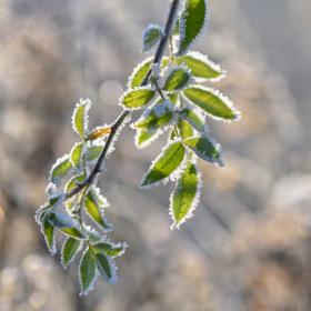 veebruar külmunud oks